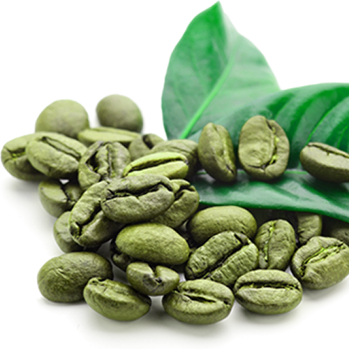 Arbore de cafea arabă - semințe